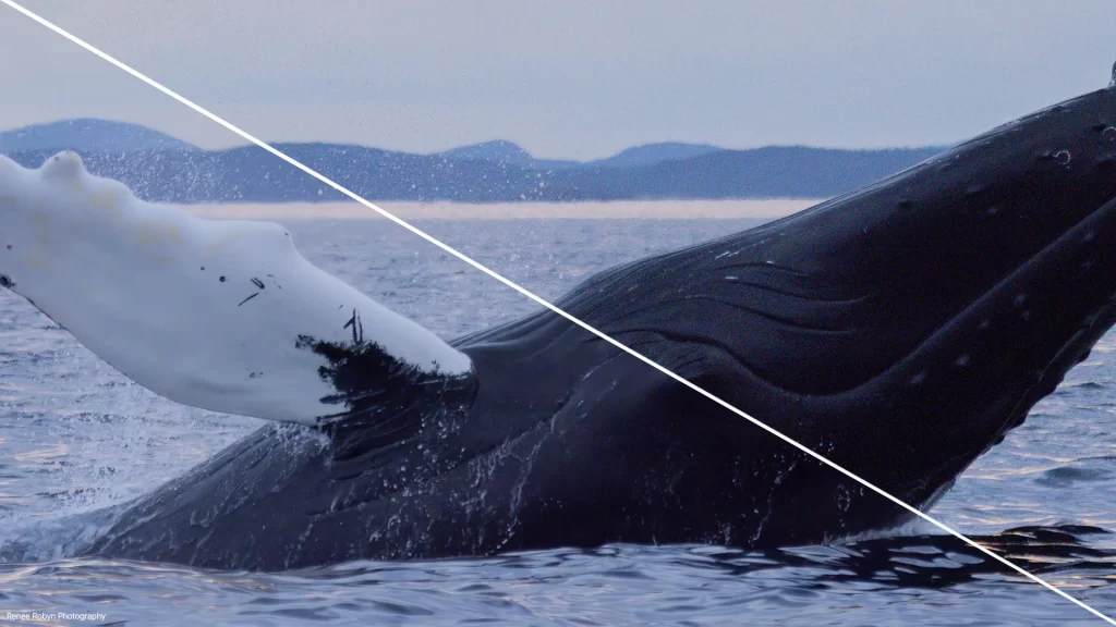 boris fx optics 2026